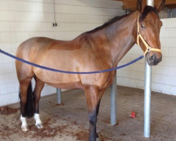 horse Darino (Luxembourg horse, 2003, from Don Giovanni 24)
