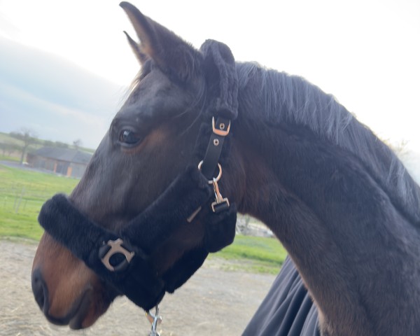 Pferd Fiete Flitz (Oldenburger, 2023, von For Gold OLD)