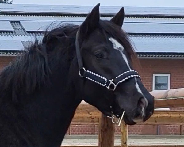 horse Nouvel Eclair (German Riding Pony, 2022, from FS Next Diamond)
