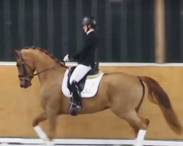 Pferd Victorien de Fontaine (Holsteiner, 2020, von Vivino)