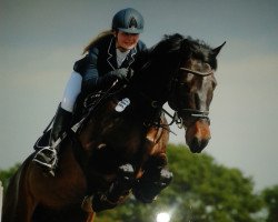 jumper Carlsson G (Holsteiner, 2008, from Ab 19 Chepetto)