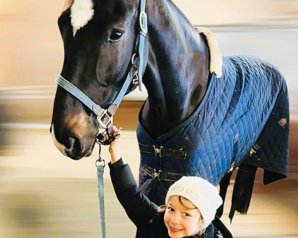 Springpferd Comelli WK (Oldenburger Springpferd, 2018, von Comfort)