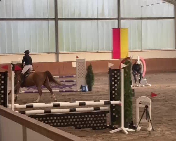 Reitturnier Vechta 2024