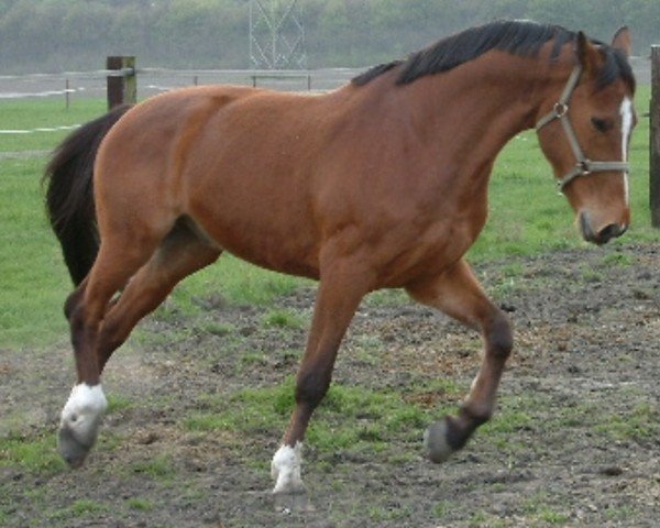 Pferd Landbries (KWPN (Niederländisches Warmblut), 1993, von Landwind II)