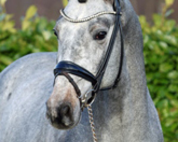 stallion Chacco Grande (Oldenburg show jumper, 2021, from Chacoon Blue)