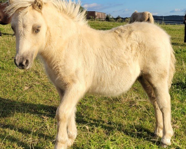 stallion Henry vom Burgblick (Shetland pony (under 87 cm), 2024, from Niederbroks Hennessy)