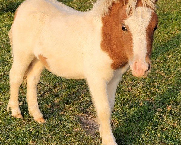 stallion Very Crazy vom Burgblick (Shetland pony (under 87 cm), 2024, from Very Dynamic van de Buxushof)