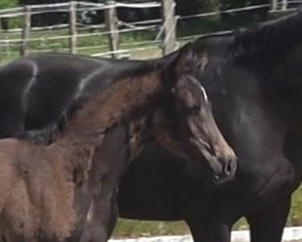 horse Quintessa (Hanoverian, 2024, from Quintessential)