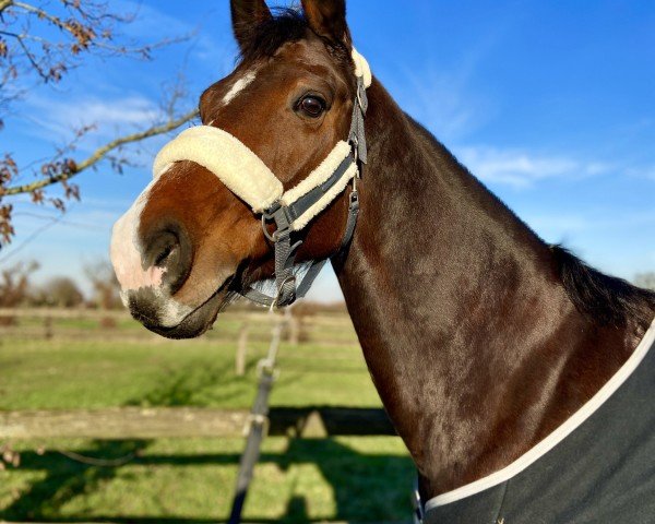 dressage horse Clary JH (Zangersheide riding horse, 2015, from Castellini)