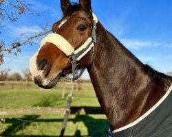 dressage horse Clary JH (Zangersheide riding horse, 2015, from Castellini)