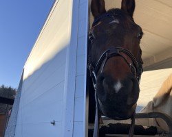 jumper Cnirps 4 (German Sport Horse, 2018, from Casaltino)