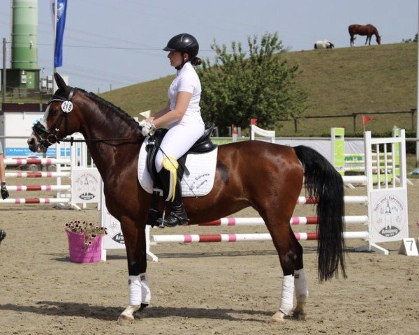 dressage horse Now or Never (German Riding Pony, 2005, from Notre Beau)