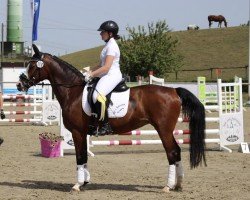 dressage horse Now or Never (German Riding Pony, 2005, from Notre Beau)