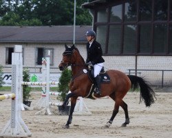 jumper Checky bay roan (Oldenburg, 2009, from Check In 2)