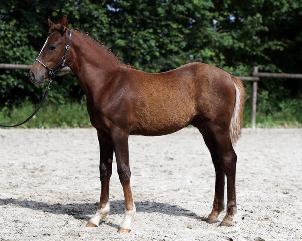 horse Disney LH (German Riding Pony, 2021, from Diamonds Showtime)
