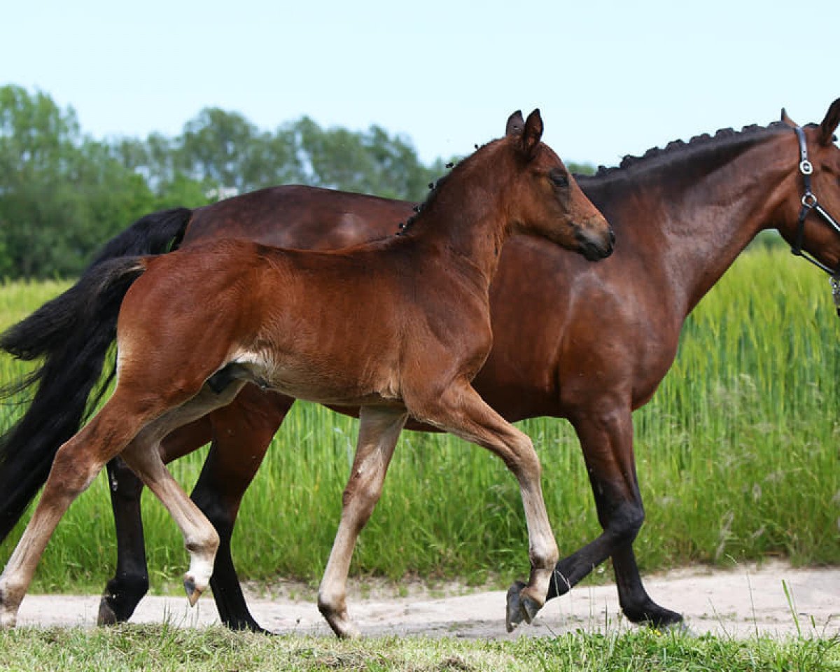 horse Duplo LH (German Riding Pony, 2021, from DSP de Sandro)