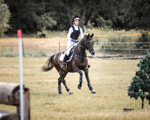 Springpferd Calimero Is Fun (Deutsches Reitpony, 2016, von Classic Dancer III)