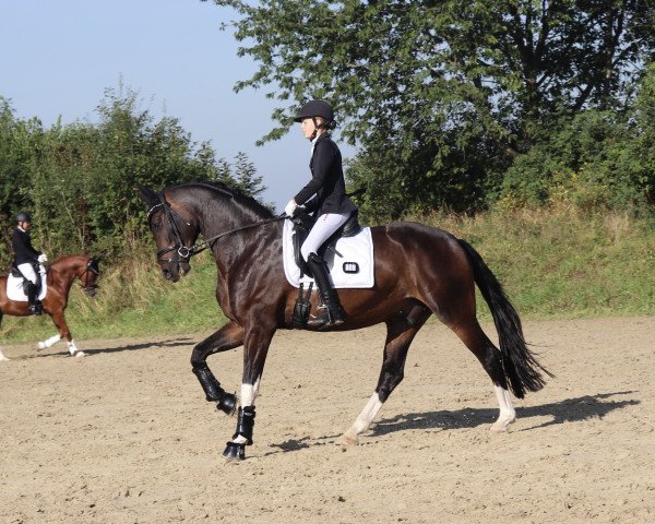 Dressurpferd Gorgeous Dream (Westfale, 2017, von Goldberg)