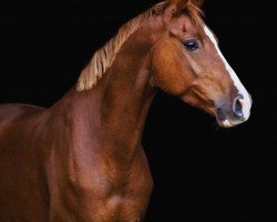 Springpferd Barney 125 (Deutsches Reitpony, 2009, von Bulgari HS)
