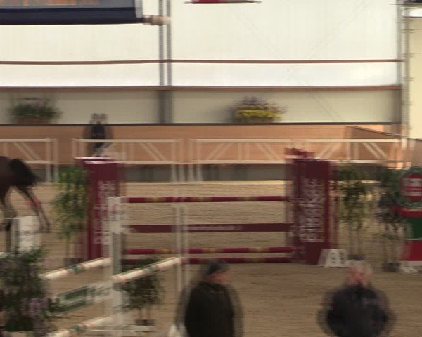 Reitturnier Borken (Hessen) 2025