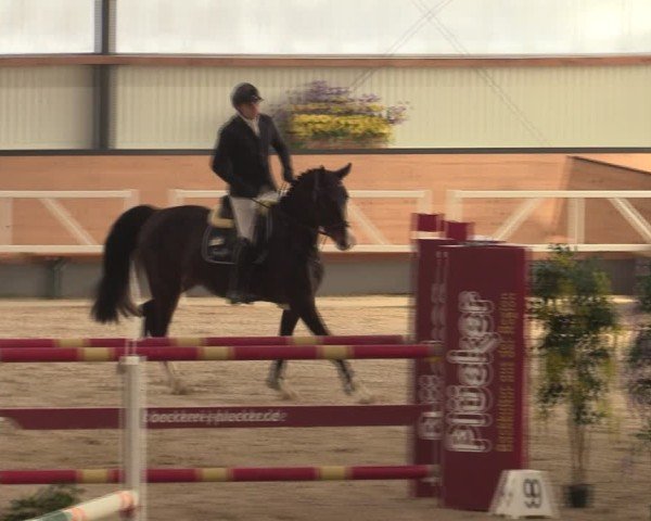 Reitturnier Borken (Hessen) 2025