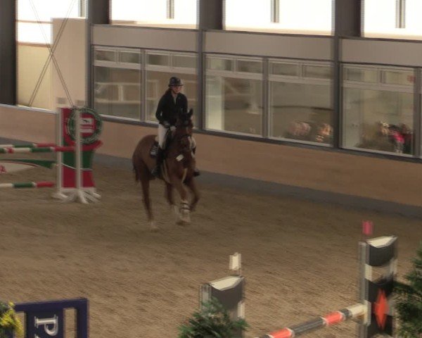 Reitturnier Borken (Hessen) 2025