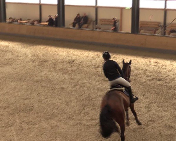 Reitturnier Borken (Hessen) 2025
