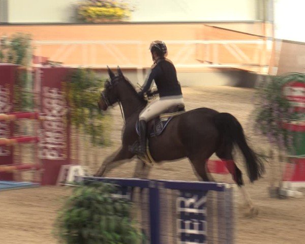 Reitturnier Borken (Hessen) 2025