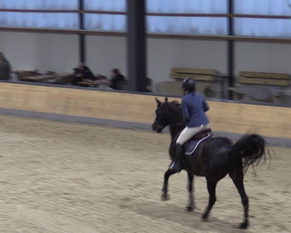Reitturnier Borken (Hessen) 2025