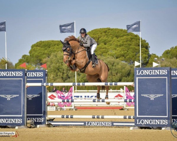jumper Vario de Bo Z (Zangersheide riding horse, 2015, from Vagabond de la Pomme)