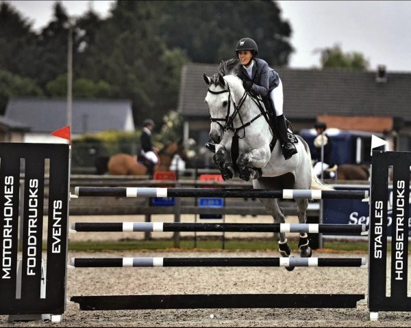 Springpferd Contella (Holsteiner, 2008, von Contender)