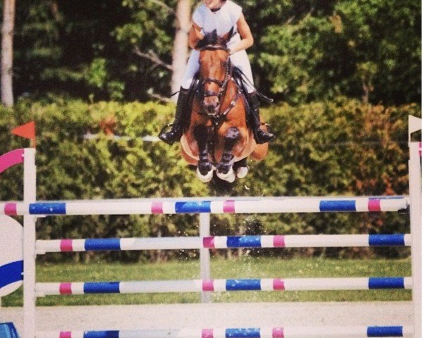 jumper Bangilo (KWPN (Royal Dutch Sporthorse), 2006) jumper Bangilo (KWPN (Royal Dutch Sporthorse), 2006)
