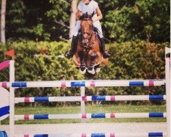 jumper Bangilo (KWPN (Royal Dutch Sporthorse), 2006)