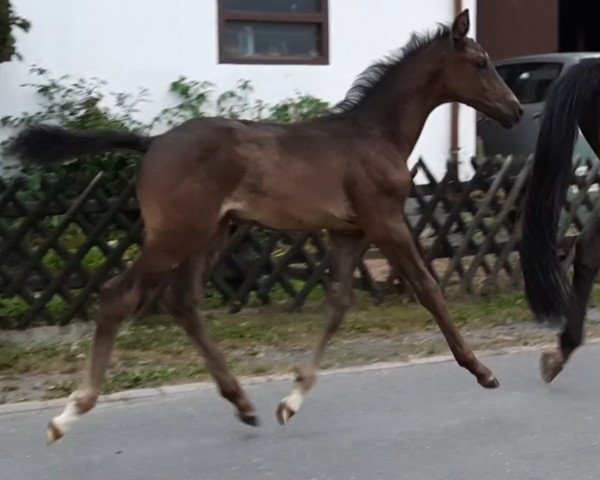 Pferd Jambo bwana (Westfale, 2021, von Jameson RS2)