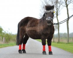 Pferd Max (Shetland Pony, 2018)
