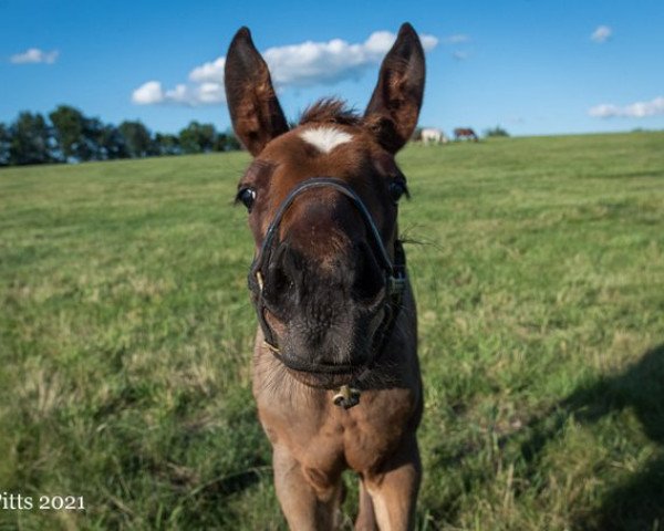 horse Hengst von Justify xx (Thoroughbred, 2021, from Justify xx)