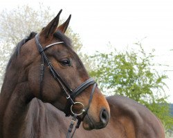 jumper Clevermind GS (Zangersheide riding horse, 2013, from Clearline Z)