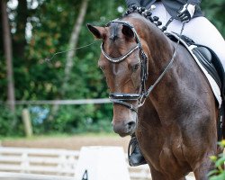 dressage horse Danza D'Oro (Hanoverian, 2015, from Danzador)