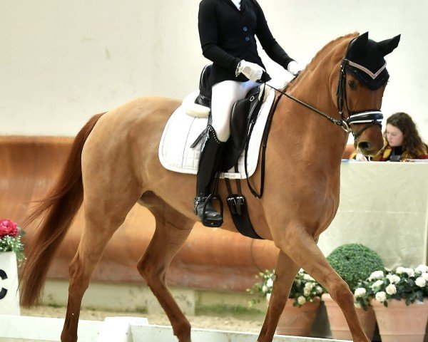 dressage horse La Mancha 3 (Hanoverian, 2019, from La Vie)