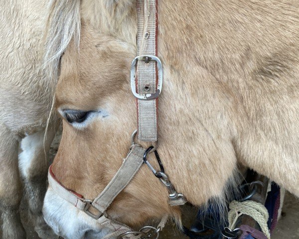 broodmare Madeira vom Matthof (Fjord Horse, 2013, from Malino)