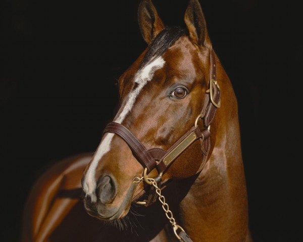 Stallion Karakontie xx (English Thoroughbred, 2011, from Bernstein xx)