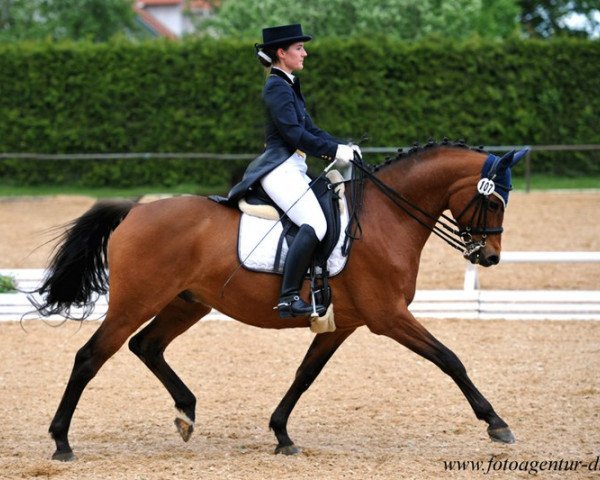 Dressage horse Fritz Freundlich (Trakehner, 2001, from Sauvignon)