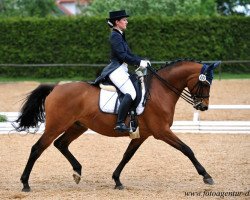 Dressurpferd Fritz Freundlich (Trakehner, 2001, von Sauvignon)