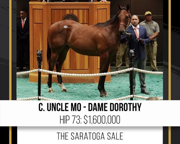 horse Hengst von Uncle Mo xx (Thoroughbred, 2020, from Uncle Mo xx)