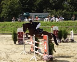 jumper Cobain Z (Zangersheide riding horse, 2012, from Candillo Z)