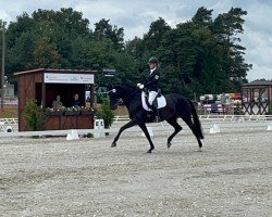 dressage horse Mansura (German Sport Horse, 2015, from Fürsten-Look)