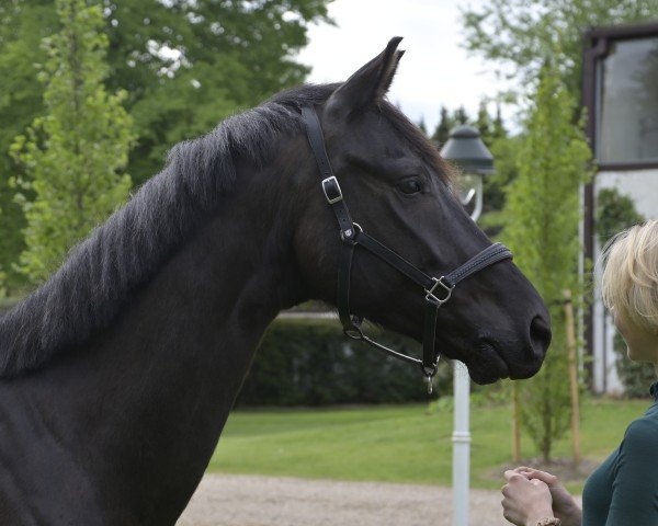 horse Milestone (Trakehner, 2018, from E.H. Millennium)