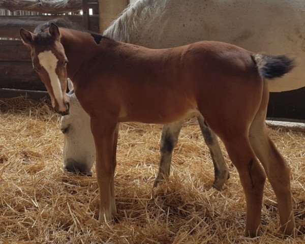 stallion Cheztino (Holsteiner, 2021, from Chezarro)