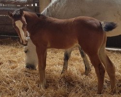 stallion Cheztino (Holsteiner, 2021, from Chezarro)