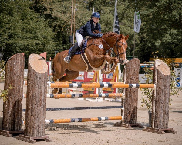 jumper Qulapalu D (Holsteiner, 2015, from Quick Fire)